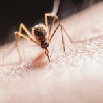 Do Ultrasonic Pest Repellers Work? (Explained)
