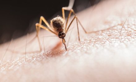 Do Ultrasonic Pest Repellers Work? (Explained)